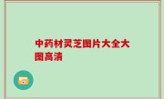 中药材灵芝图片大全大图高清
