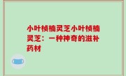 小叶桢楠灵芝小叶桢楠灵芝：一种神奇的滋补药材
