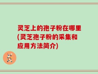 灵芝上的孢子粉在哪里(灵芝孢子粉的采集和应用方法简介)