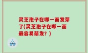 灵芝孢子在哪一面发芽了(灵芝孢子在哪一面最容易萌发？)
