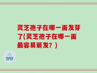 灵芝孢子在哪一面发芽了(灵芝孢子在哪一面最容易萌发？)