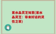 紫水晶灵芝如意(紫水晶灵芝：带来好运的灵性之草)