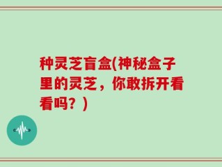 种灵芝盲盒(神秘盒子里的灵芝，你敢拆开看看吗？)