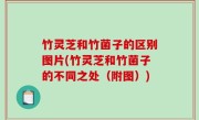 竹灵芝和竹菌子的区别图片(竹灵芝和竹菌子的不同之处（附图）)