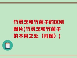 竹灵芝和竹菌子的区别图片(竹灵芝和竹菌子的不同之处（附图）)