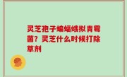 灵芝孢子蝙蝠蛾拟青霉菌？灵芝什么时候打除草剂