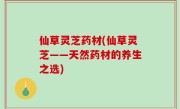 仙草灵芝药材(仙草灵芝——天然药材的养生之选)