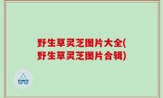 野生草灵芝图片大全(野生草灵芝图片合辑)