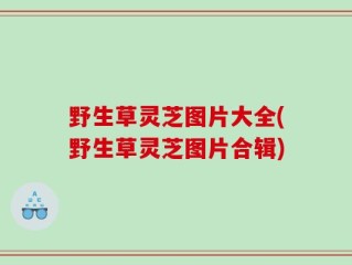 野生草灵芝图片大全(野生草灵芝图片合辑)