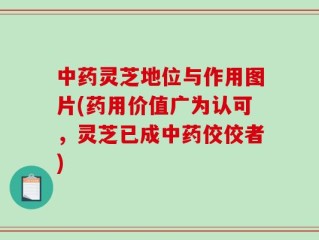 中药灵芝地位与作用图片(药用价值广为认可，灵芝已成中药佼佼者)