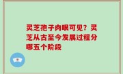 灵芝孢子肉眼可见？灵芝从古至今发展过程分哪五个阶段