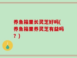 养鱼箱里长灵芝好吗(养鱼箱里养灵芝有益吗？)
