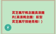 灵芝展厅概念图高清图片(高清概念图：巨型灵芝展厅惊艳亮相！)