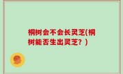 桐树会不会长灵芝(桐树能否生出灵芝？)