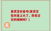 紫灵芝抖音号(紫灵芝在抖音上火了，你见过它的视频吗？)