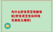 为什么野生灵芝旁都有蛇(野生灵芝生长环境引来蛇儿相伴)