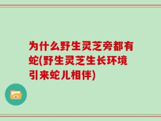 为什么野生灵芝旁都有蛇(野生灵芝生长环境引来蛇儿相伴)