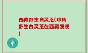 西藏野生白灵芝(珍稀野生白灵芝在西藏发现)