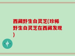 西藏野生白灵芝(珍稀野生白灵芝在西藏发现)