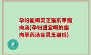 孕妇能喝灵芝猫爪草瘦肉汤(孕妇适宜喝的瘦肉草药汤谷灵芝猫爪)