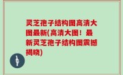 灵芝孢子结构图高清大图最新(高清大图！最新灵芝孢子结构图震撼揭晓)