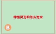 种植灵芝的怎么泡水
