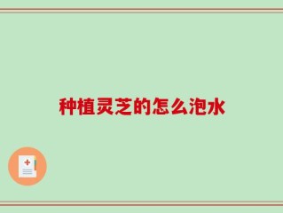 种植灵芝的怎么泡水