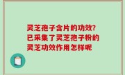 灵芝孢子含片的功效？已采集了灵芝孢子粉的灵芝功效作用怎样呢