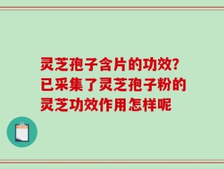 灵芝孢子含片的功效？已采集了灵芝孢子粉的灵芝功效作用怎样呢
