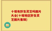 十堰有野生灵芝吗图片大全(十堰地区野生灵芝图片集锦)