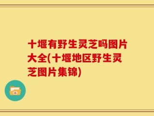 十堰有野生灵芝吗图片大全(十堰地区野生灵芝图片集锦)