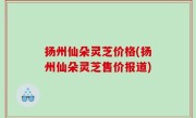 扬州仙朵灵芝价格(扬州仙朵灵芝售价报道)