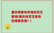 重庆哪里有养殖肉灵芝基地(重庆肉灵芝基地在哪里养殖？)
