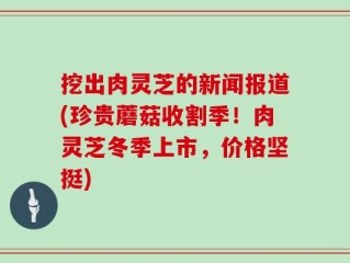 挖出肉灵芝的新闻报道(珍贵蘑菇收割季！肉灵芝冬季上市，价格坚挺)