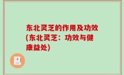 东北灵芝的作用及功效(东北灵芝：功效与健康益处)