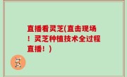 直播看灵芝(直击现场！灵芝种植技术全过程直播！)