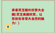真香灵芝图片欣赏大全图(灵芝美图欣赏，让你快乐享受大自然的魅力！)