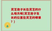 灵芝孢子长在灵芝的什么地方呢(灵芝孢子生长的位置在灵芝的哪里？)