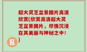 超大灵芝盆景图片高清欣赏(欣赏高清超大灵芝盆景图片，尽情沉浸在其美丽与神秘之中！)