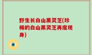 野生长白山黑灵芝(珍稀的白山黑灵芝再度现身)