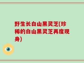 野生长白山黑灵芝(珍稀的白山黑灵芝再度现身)