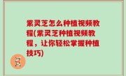 紫灵芝怎么种植视频教程(紫灵芝种植视频教程，让你轻松掌握种植技巧)