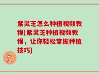 紫灵芝怎么种植视频教程(紫灵芝种植视频教程，让你轻松掌握种植技巧)