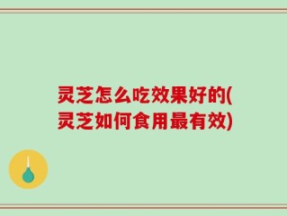 灵芝怎么吃效果好的(灵芝如何食用最有效)