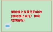 桃树根上长灵芝的功效(桃树根上灵芝：神奇功效解析)