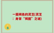 一圈褐色的灵芝(灵芝：身背“褐圈”之谜)