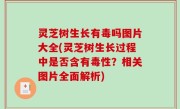灵芝树生长有毒吗图片大全(灵芝树生长过程中是否含有毒性？相关图片全面解析)