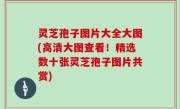 灵芝孢子图片大全大图(高清大图查看！精选数十张灵芝孢子图片共赏)