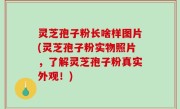 灵芝孢子粉长啥样图片(灵芝孢子粉实物照片，了解灵芝孢子粉真实外观！)