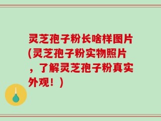 灵芝孢子粉长啥样图片(灵芝孢子粉实物照片，了解灵芝孢子粉真实外观！)